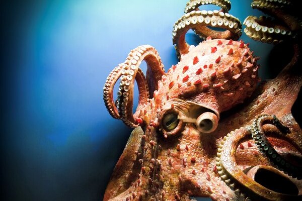 Kraken ссылка зеркало рабочее